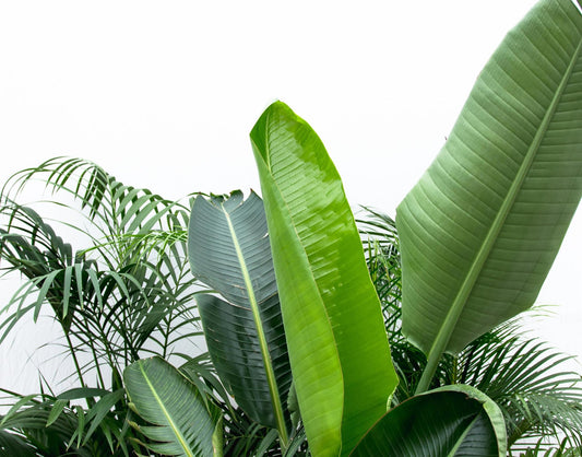 Vorteilspaket XXL: Kentia, Strelitzia Nicolai & Areca – Exotisches Trio