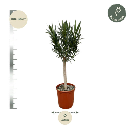 Nerium Oleander Stamm mit rosa Blüten – 110 cm