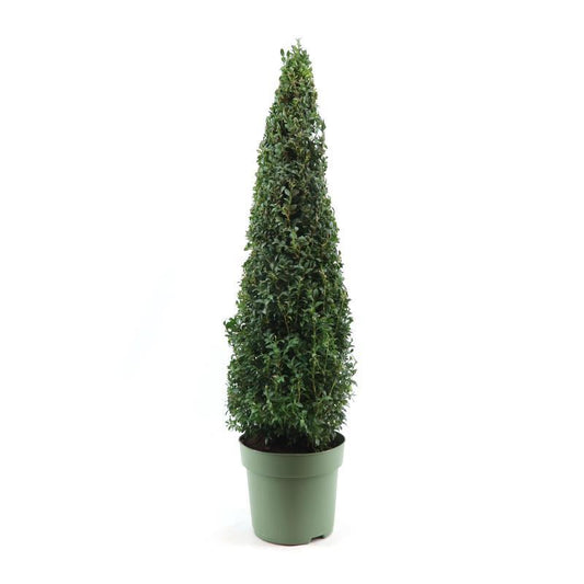 Buchsbaum Pyramid 70 cm – Pflegeleicht & Robust