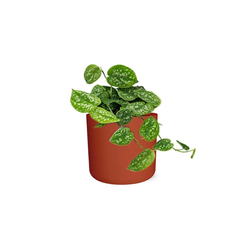 Scindapsus Pictus ‘Argyraeus’ in ELHO b.for soft rond 14cm brique