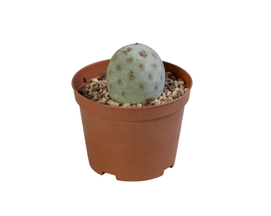 Tephrocactus Geometricus – Pflegeleichte Sukkulente Ø10cm