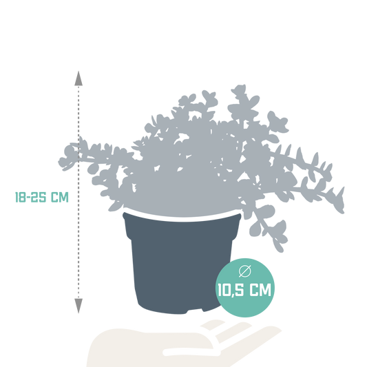Portulacaria afra Variegata – pflegeleichte Sukkulente 10,5cm
