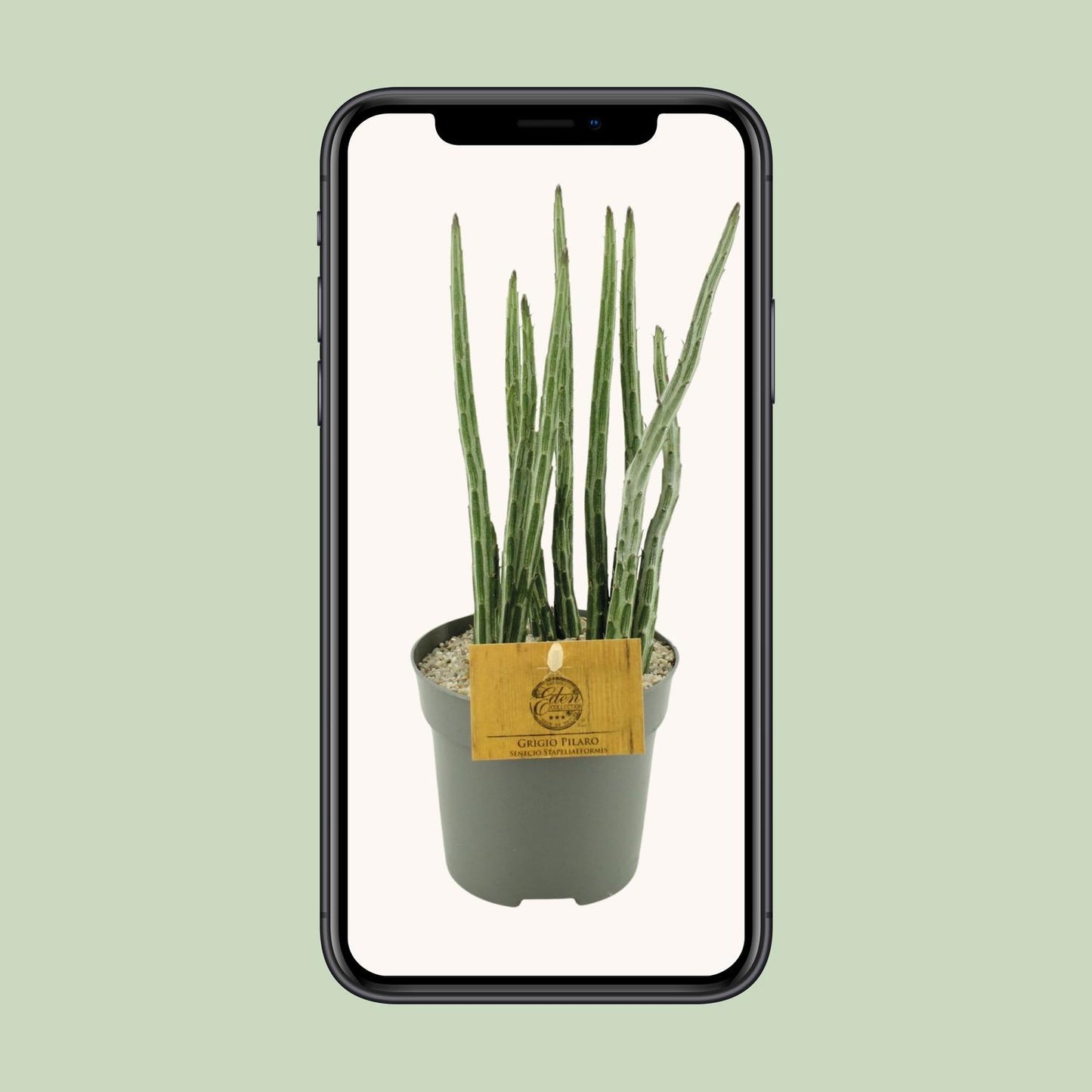 Senecio Stapeliaeformis – Pflegeleichte Zimmerpflanze Ø10,5 cm