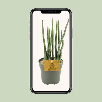 Senecio Stapeliaeformis – Pflegeleichte Zimmerpflanze Ø10,5 cm