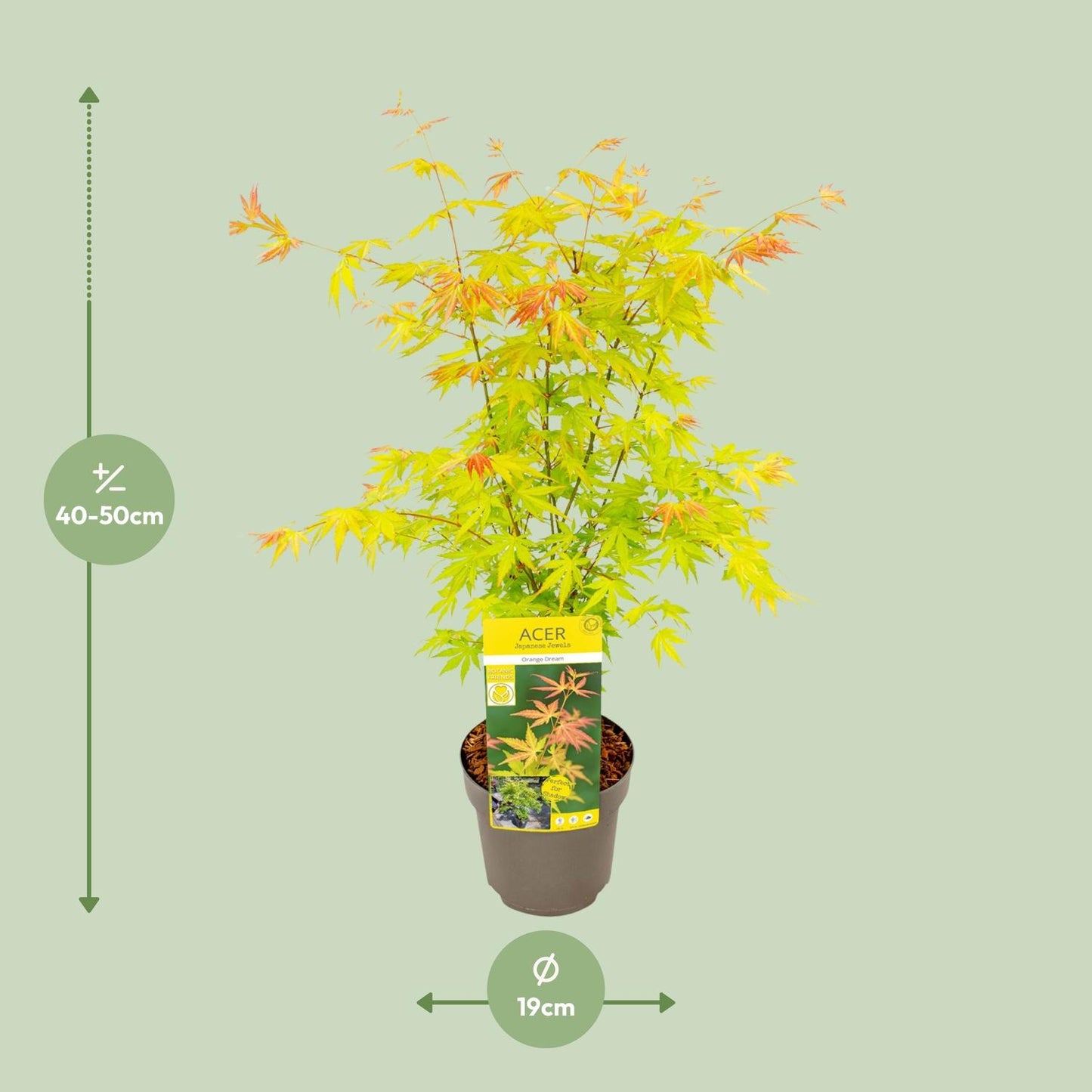 Acer palmatum Orange Dream – dekorativer Ahorn Ø19cm