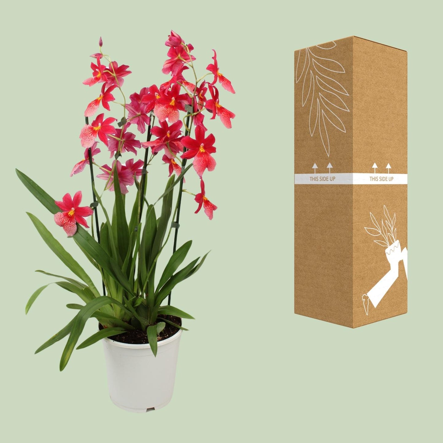 Orchidee Cambria Nelly Isler – Ø19cm, 70cm hoch
