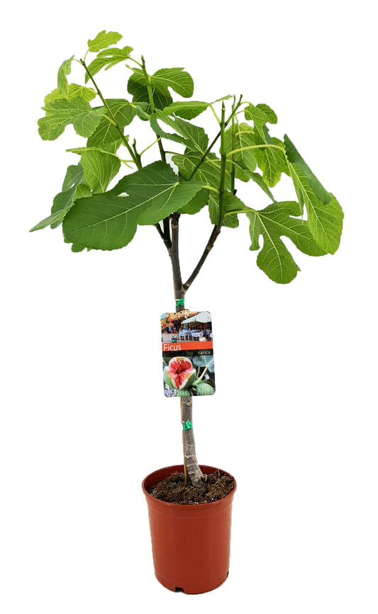 Ficus Carica – Pflegeleichter Feigenbaum Ø17cm, ca. 80cm hoch