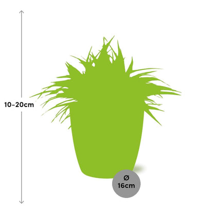 Chlorophytum Ocean 15 cm in ELHO Brussels Topf Weiß