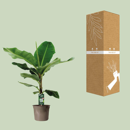 Zwerg-Banane 'Cavendish' – Exotische, pflegeleichte Zimmerpflanze Ø27cm, 130cm hoch