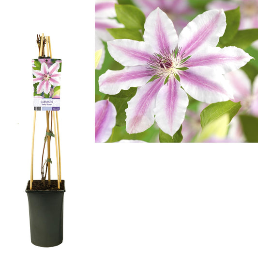 Clematis 'Nelly Moser' – Zweifarbige Waldrebe für Garten & Balkon