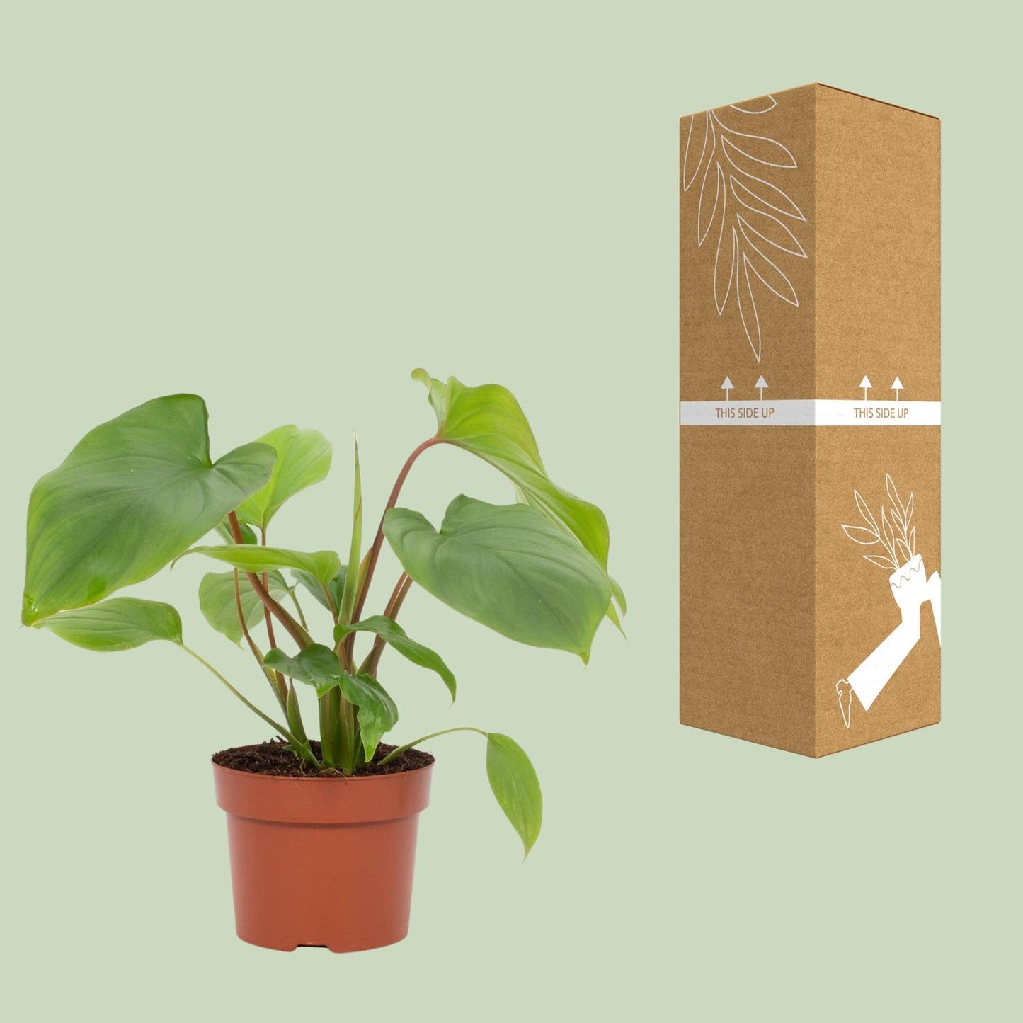 Homalomena Maggy – Pflegeleichte Glücksfeder Ø12cm