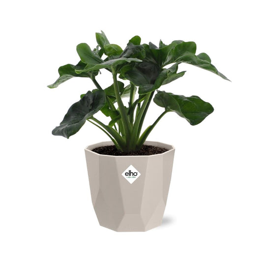 Philodendron Atom in ELHO b.for rock Topf 14 cm warm grey