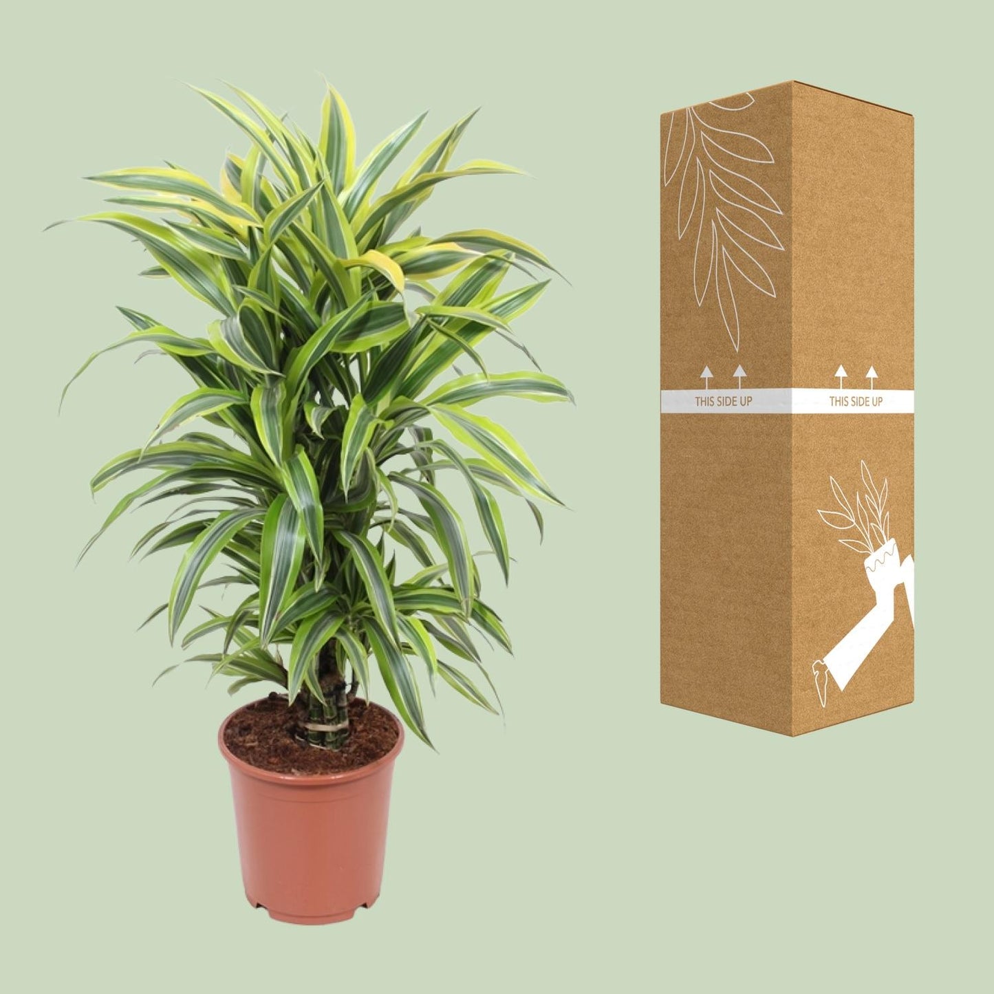 Dracaena Fragrans Lemon Lime – Pflegeleichter Drachenbaum Ø24cm