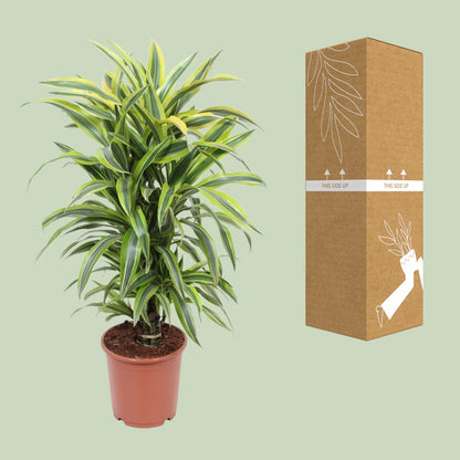 Dracaena Fragrans Lemon Lime – Pflegeleichter Drachenbaum Ø24cm