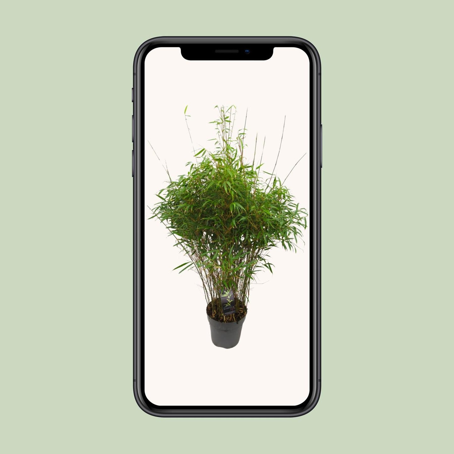 Drachenkopf-Bambus 'Rufa' – Pflegeleichte Zimmer- und Gartenpflanze Ø27cm