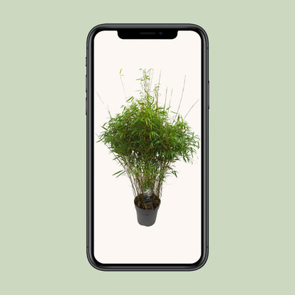 Drachenkopf-Bambus 'Rufa' – Pflegeleichte Zimmer- und Gartenpflanze Ø27cm