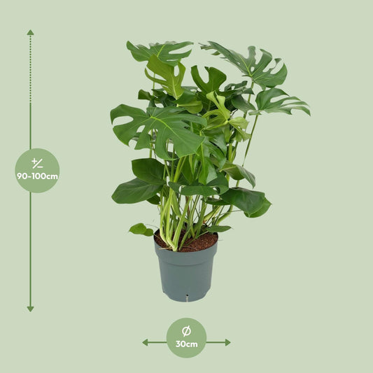 Monstera Deliciosa – Pflegeleichte Tropische Zimmerpflanze 100 cm