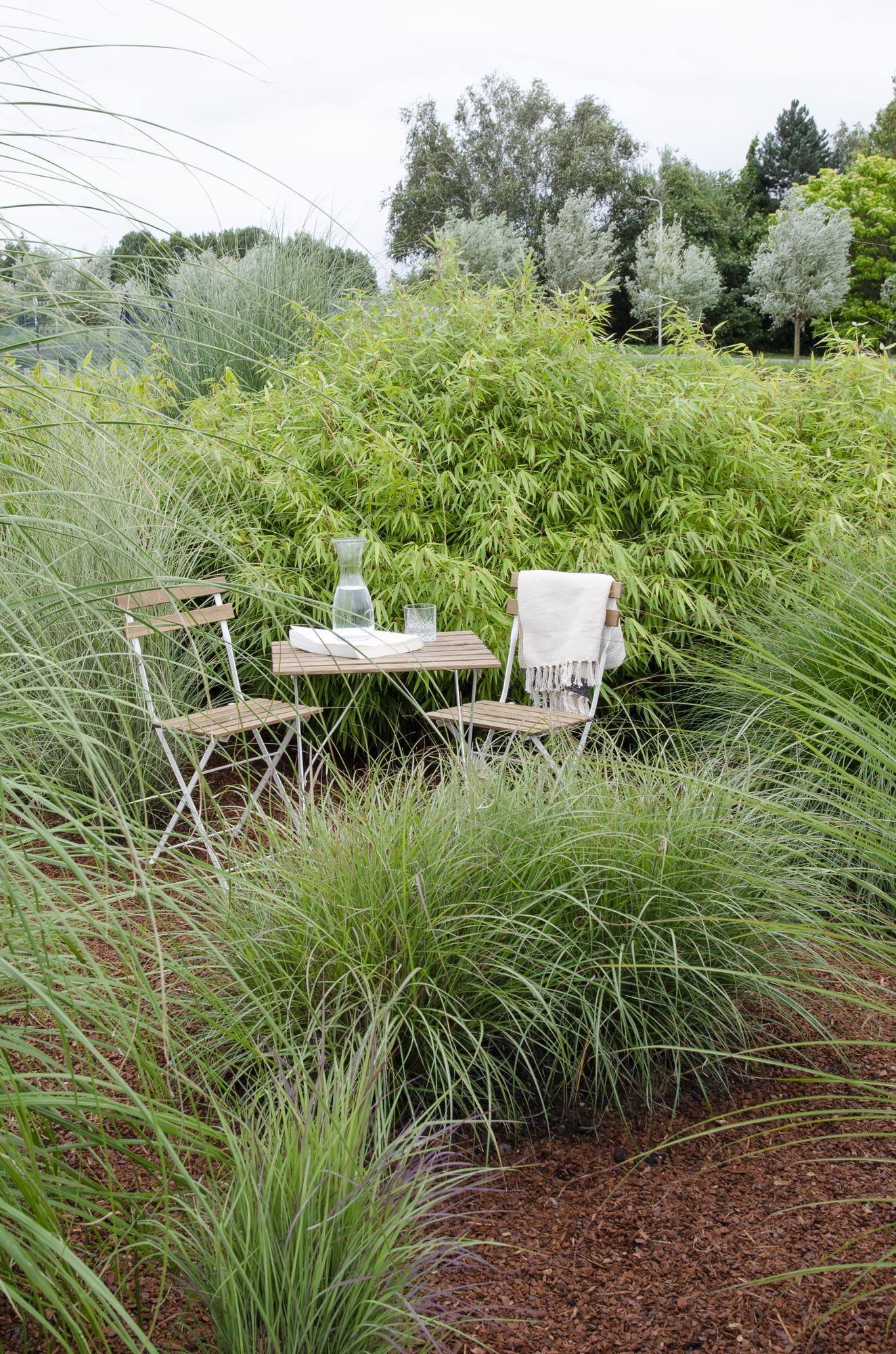 4x Fargesia rufa Bambus - Ø14cm, ca. 40cm hoch