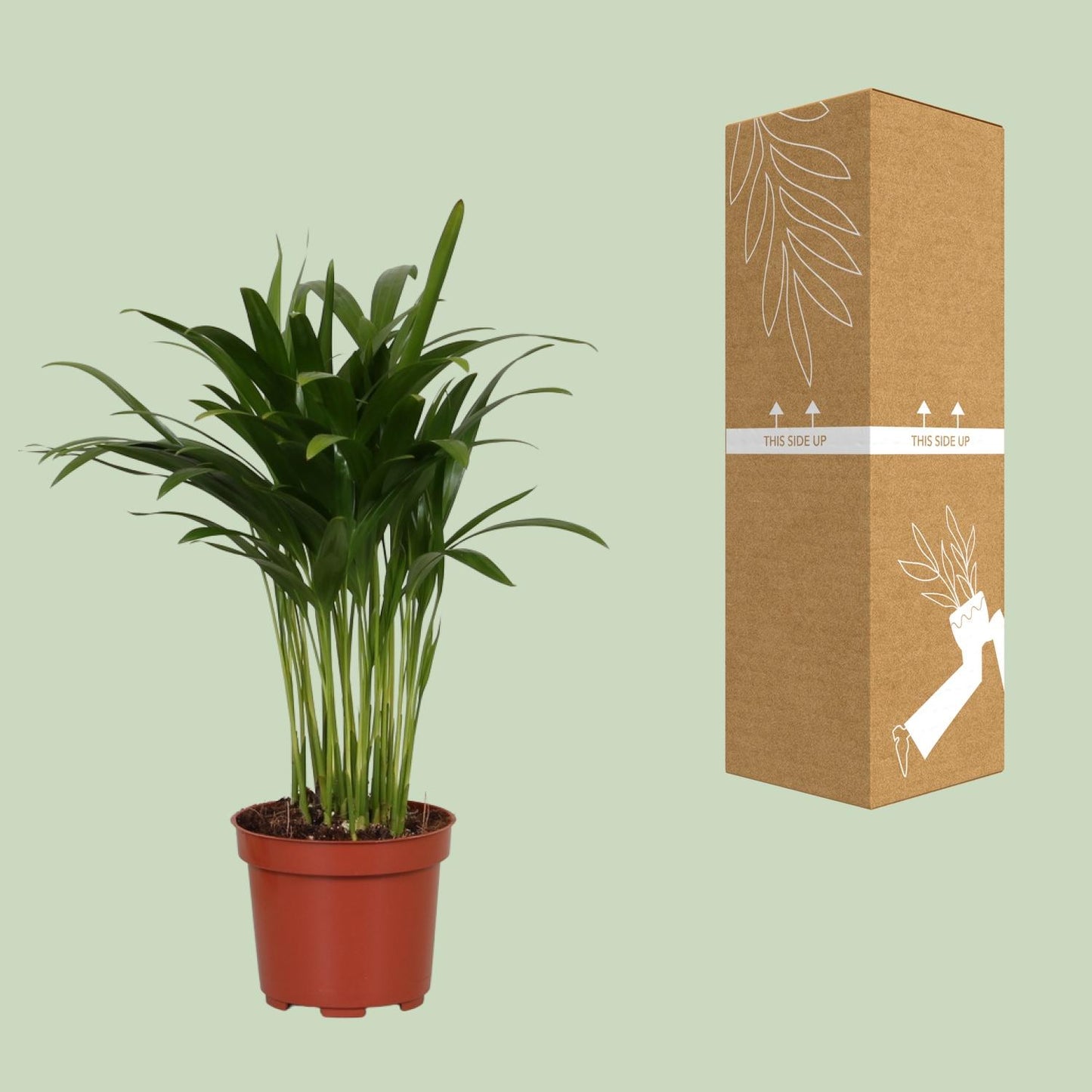 Areca Catechu – Tropische, pflegeleichte Zimmerpflanze Ø12cm