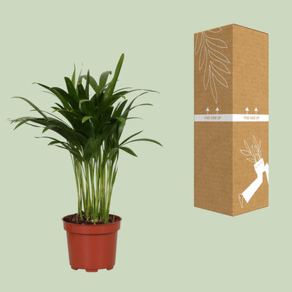 Areca Catechu – Tropische, pflegeleichte Zimmerpflanze Ø12cm