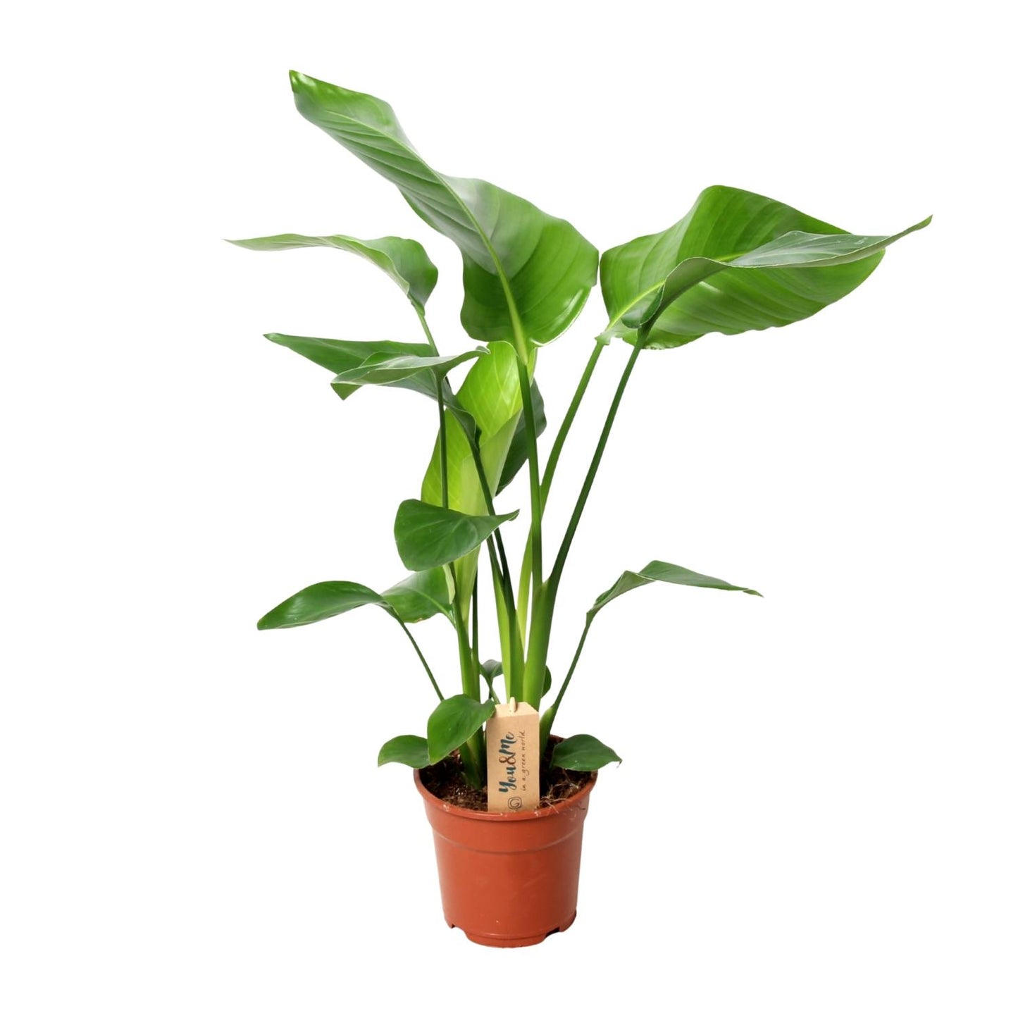 Strelitzia Nicolai – Paradiesvogelblume Ø17cm, 60cm hoch