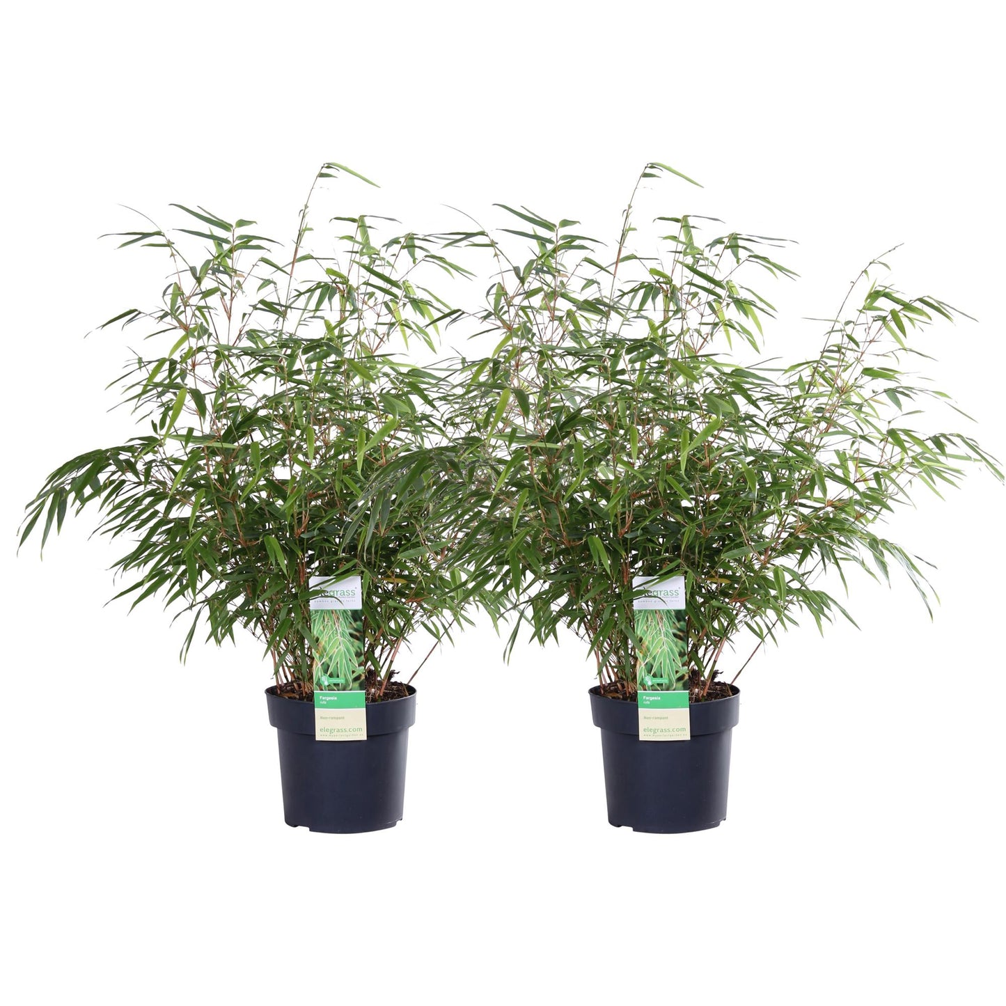 2x Fargesia rufa Bambus – kompakt & pflegeleicht Ø19cm, 60cm hoch