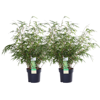 2x Fargesia rufa Bambus – kompakt & pflegeleicht Ø19cm, 60cm hoch