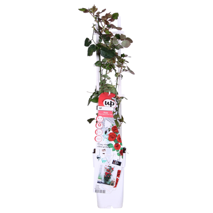 Rose Crazy in Love 'Red' – Leuchtende Gartenrose, 65 cm
