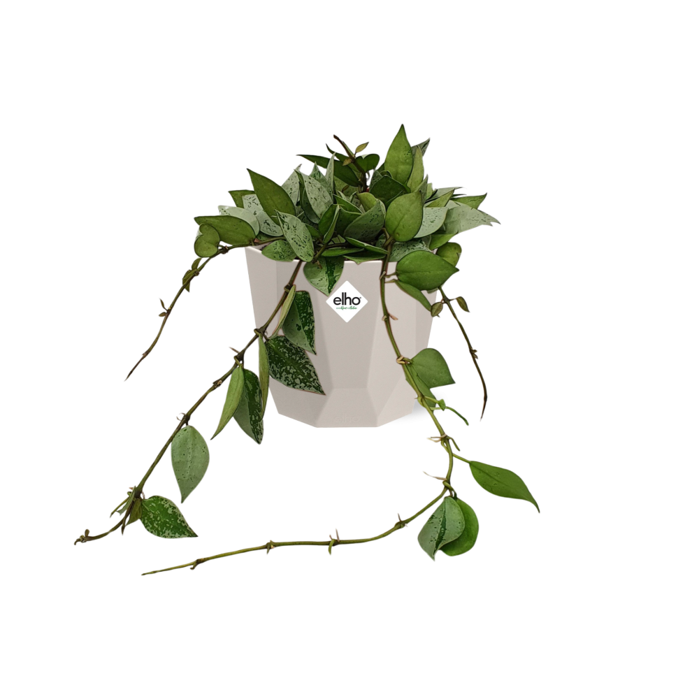 Hoya Krohniana Eskimo – Pflegeleichte Wachsblume 14 cm
