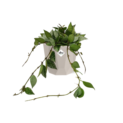 Hoya Krohniana Eskimo – Pflegeleichte Wachsblume 14 cm