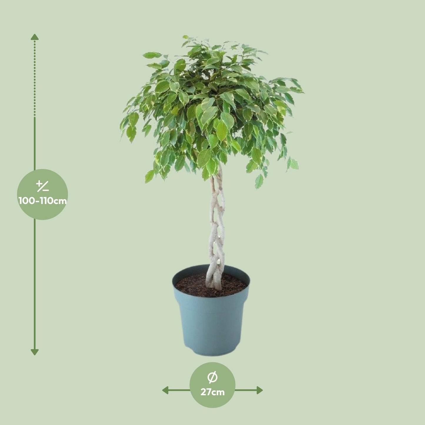 Ficus Safrana / Golden King Gevlochten Ø27cm, 110cm