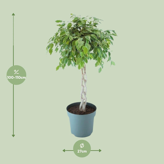 Ficus Safrana / Golden King Gevlochten Ø27cm, 110cm