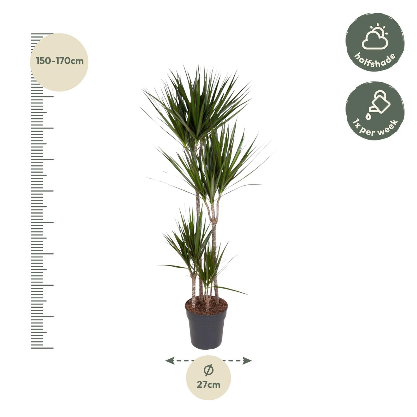 Dracaena Marginata – Elegante, pflegeleichte Zimmerpflanze 180 cm