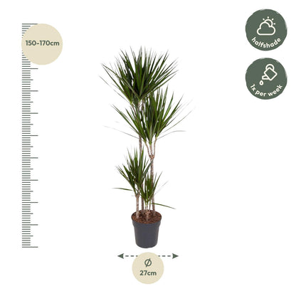 Dracaena Marginata – Elegante, pflegeleichte Zimmerpflanze 180 cm