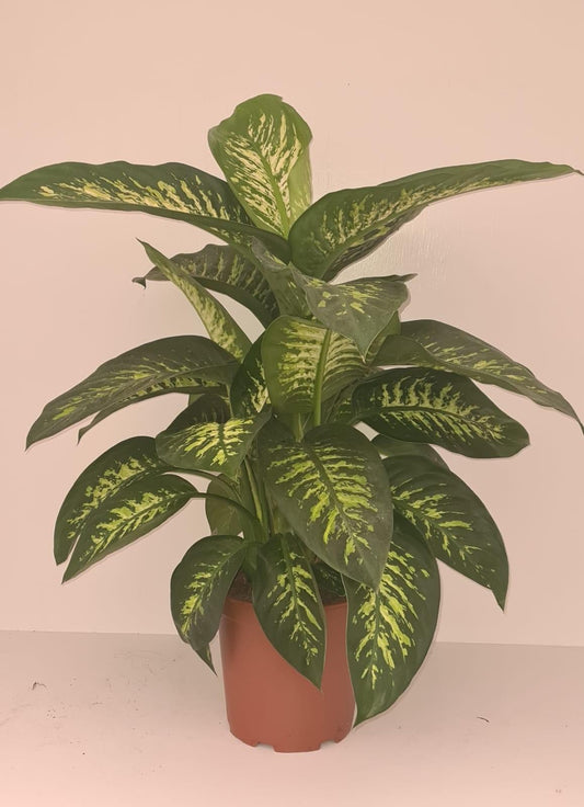 Dieffenbachia Tropic Snow – Pflegeleichte Trendpflanze