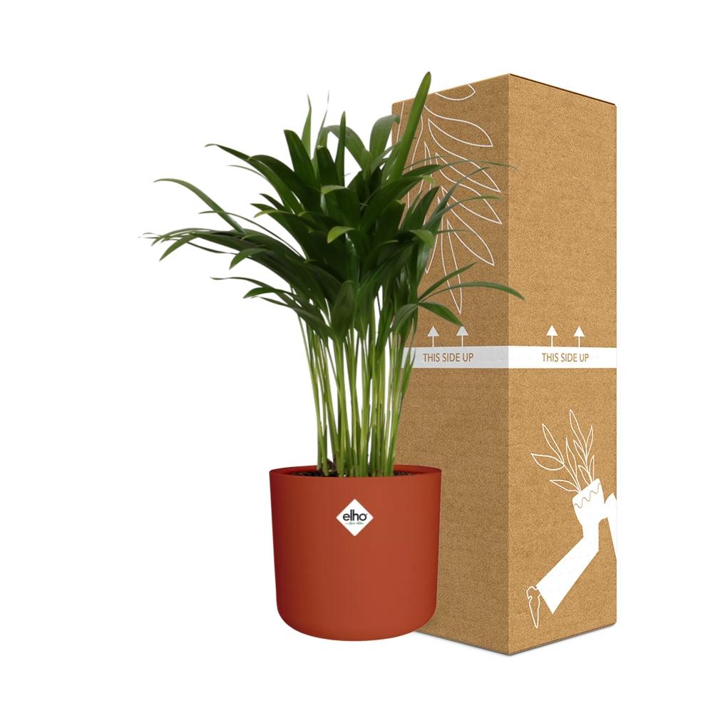 Areca Palme in ELHO b.for soft rond 14cm brique