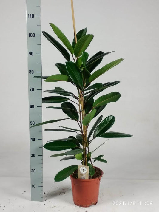 Ficus Tresor – Pflegeleichte und luftreinigende Zimmerpflanze Ø21 cm