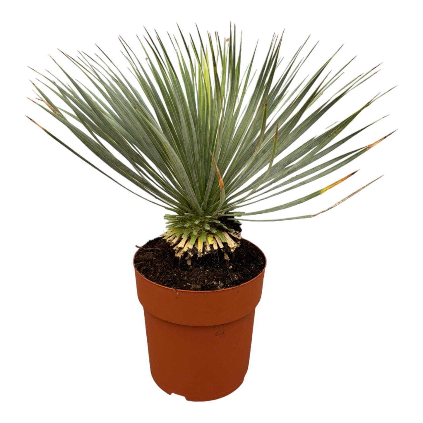 Yucca Rostrata op Stam – Pflegeleicht & Robust, 70 cm