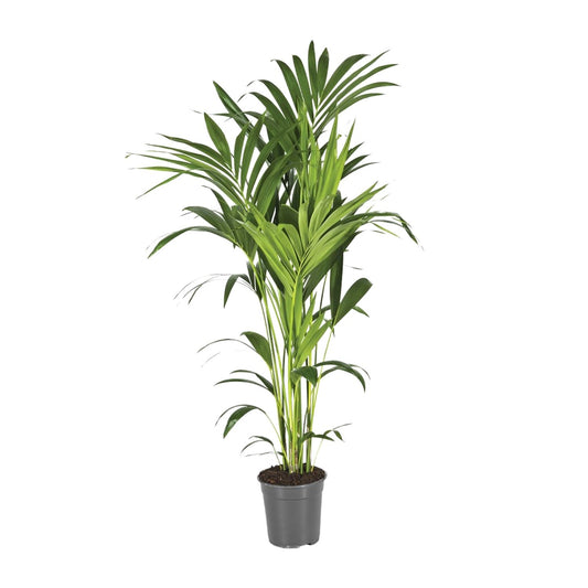 Kentia-Palme (Howea Forsteriana) Ø21cm, ca. 130cm hoch