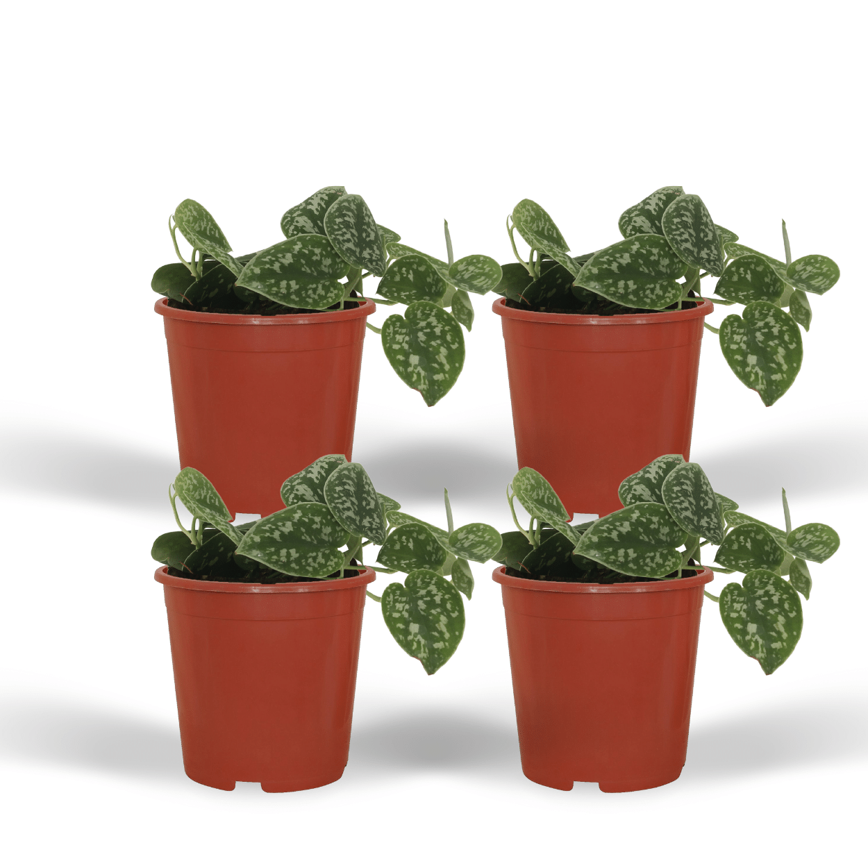 4x Scindapsus Pictus – pflegeleichte Zimmerpflanze Ø12cm