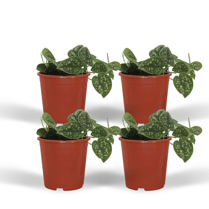 4x Scindapsus Pictus – pflegeleichte Zimmerpflanze Ø12cm