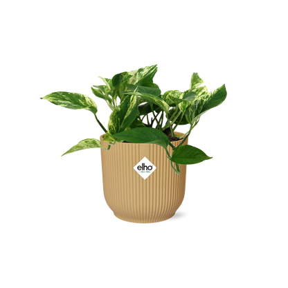 Scindapsus Marble Queen in ELHO Vibes Fold 14cm gelb