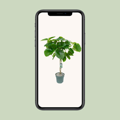 Ficus Umbellata Geflochten – 120 cm pflegeleichte Zimmerpflanze