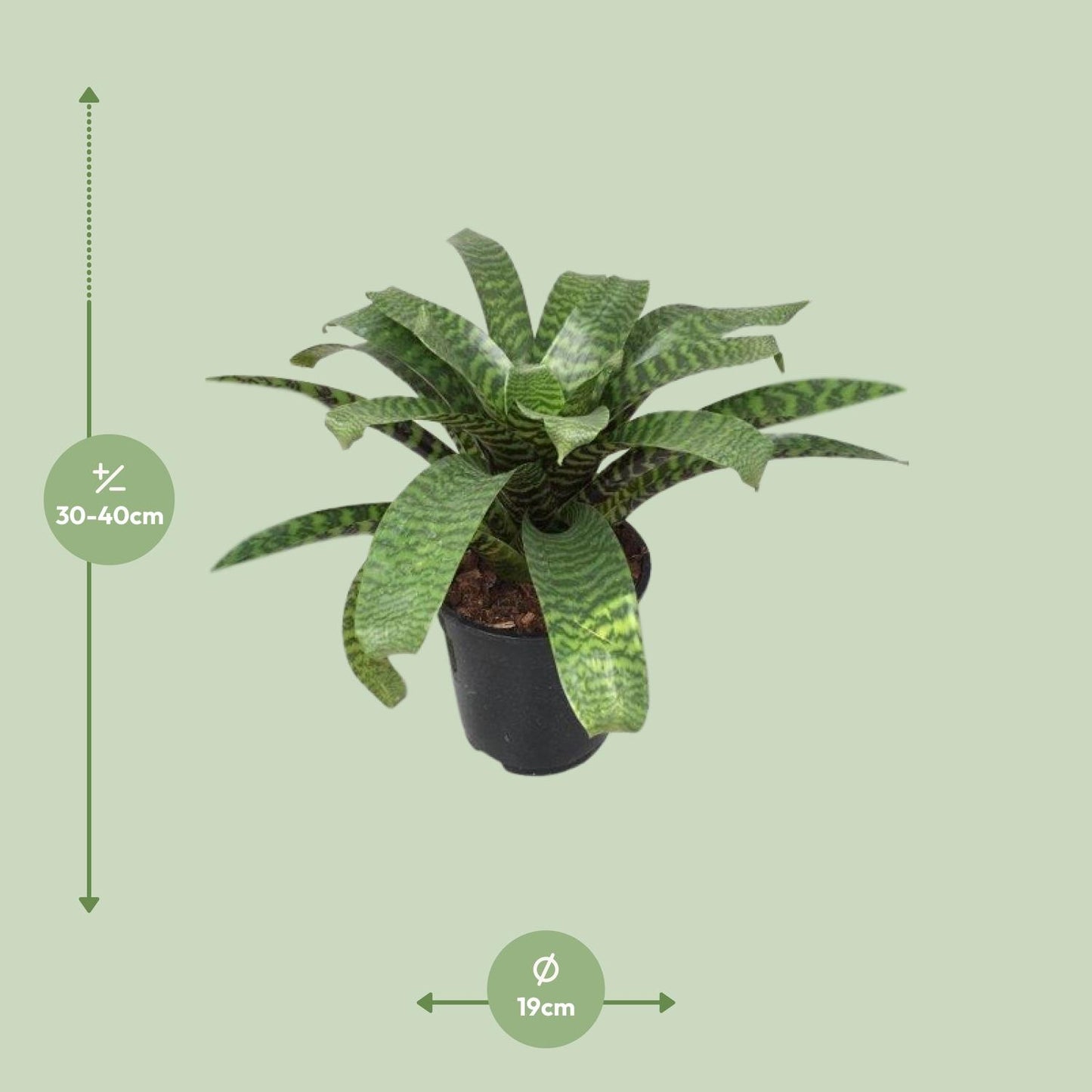 Vriesea Hieroglyphica – Exotische pflegeleichte Zimmerpflanze Ø19cm
