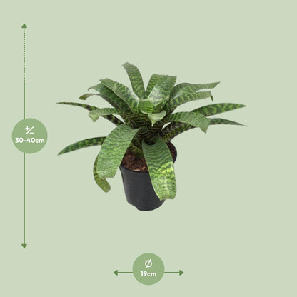 Vriesea Hieroglyphica – Exotische pflegeleichte Zimmerpflanze Ø19cm
