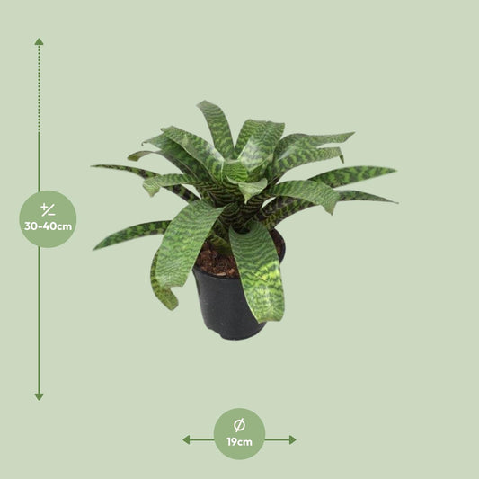Vriesea Hieroglyphica – Exotische pflegeleichte Zimmerpflanze Ø19cm