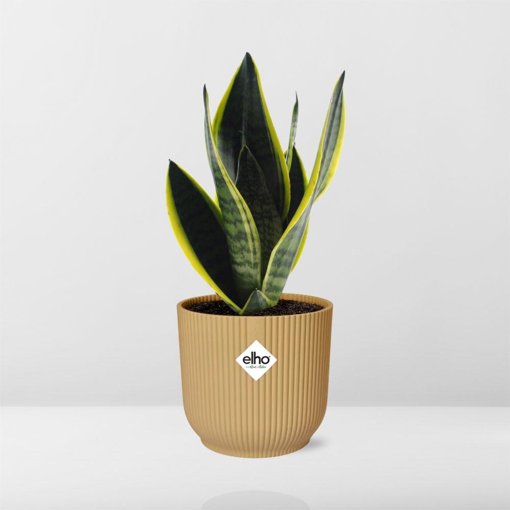Sansevieria Futura Superba in ELHO Vibes Fold 14cm Gelb