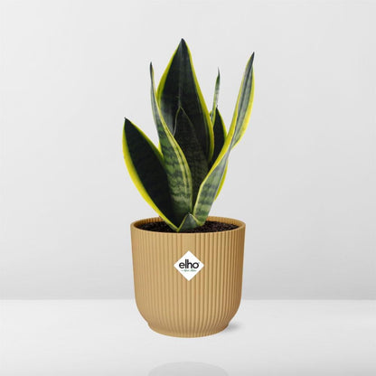 Sansevieria Futura Superba in ELHO Vibes Fold 14cm Gelb