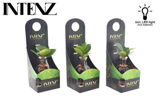 Clusia Hydroponie-Mix im Samoa Glas mit LED Ø10cm