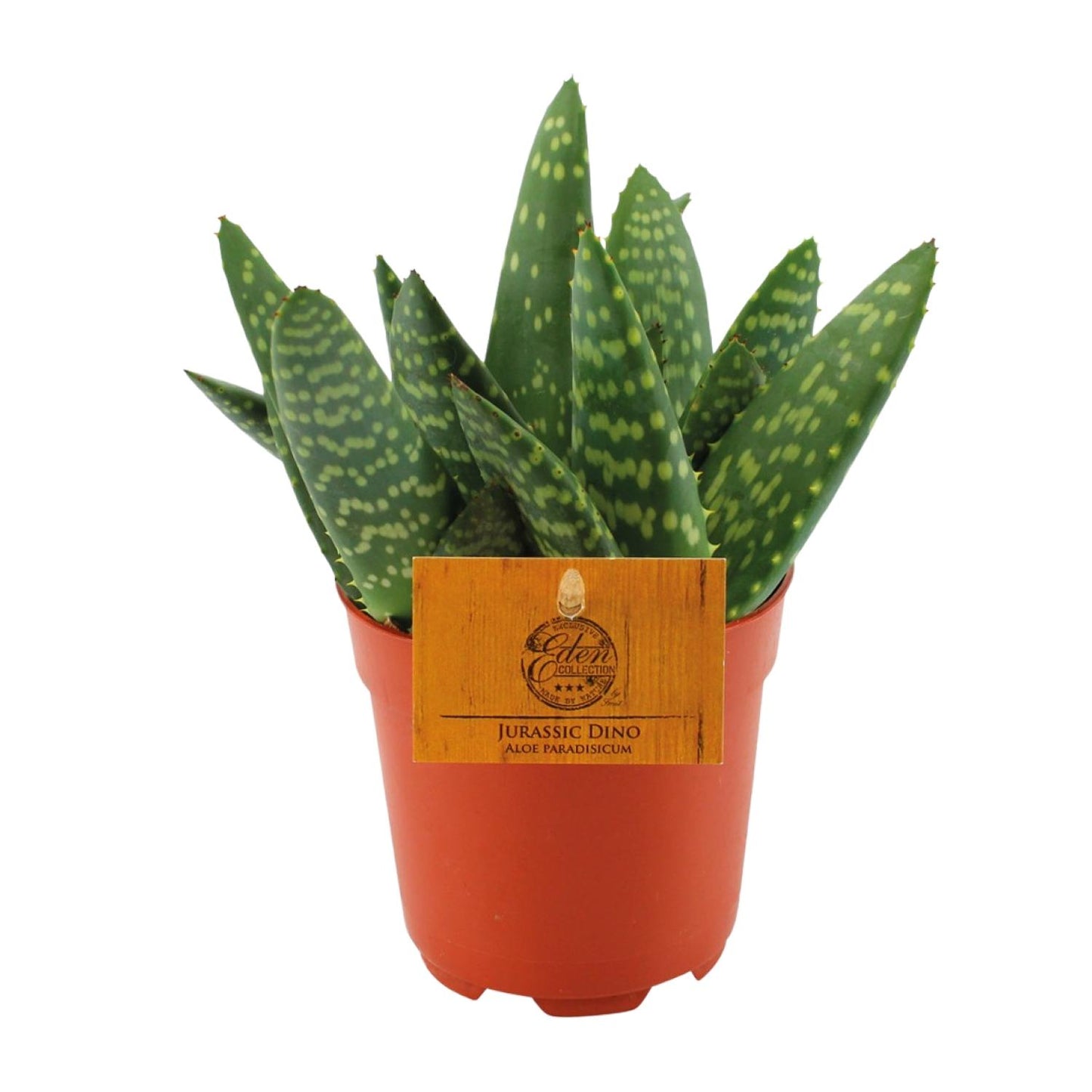 Aloe Paradisicum – Kompakte pflegeleichte Aloe Vera Ø10,5cm